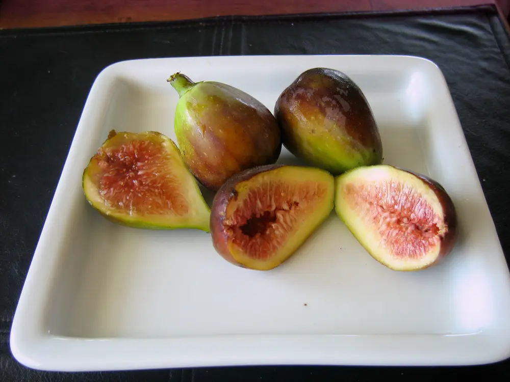 French Sugar Fig - North Harbour Big Tree Co